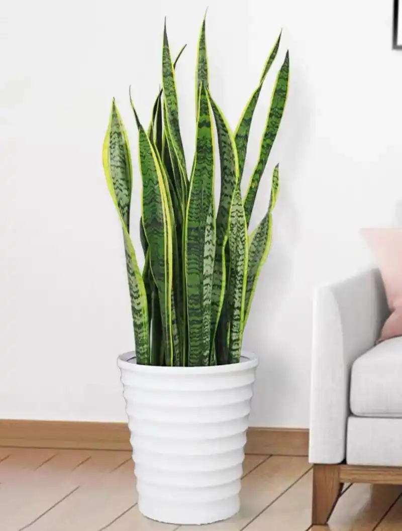 大虎皮兰盆栽新房去甲醛客厅好养多肉虎尾兰 虎皮兰在生活中很常见,它