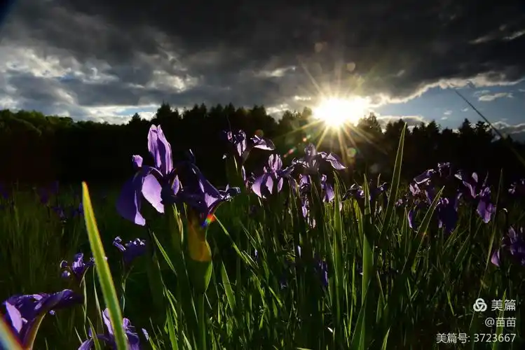 其它 鸢尾之舞 写美篇  这片蓝色的鸢尾花海,是大自然赋予的画布和