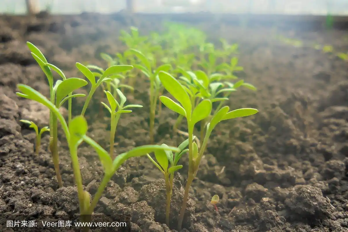 绿色的西洋莴苣幼苗生长在温室的地面上.模糊不清的