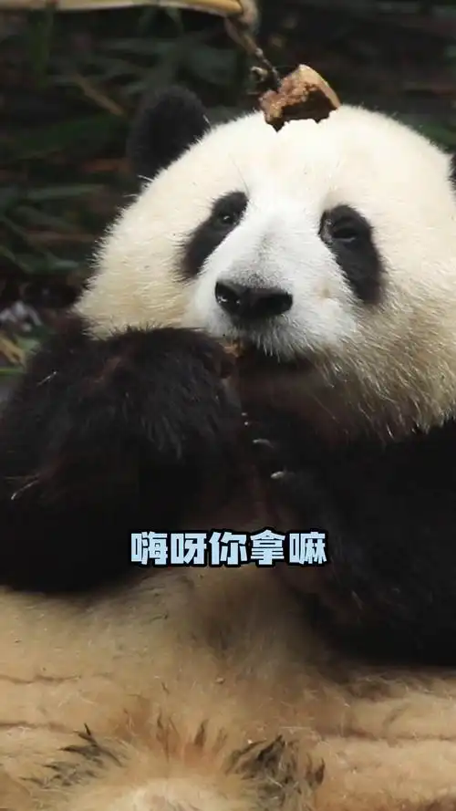 熊猫守护者##大熊猫和花#熊猫果赖的微博视频