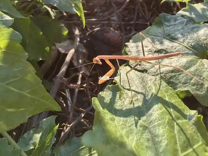 刀郎听说是益虫
