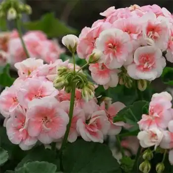 天竺葵花苗公主直立重瓣惠惠的花圃