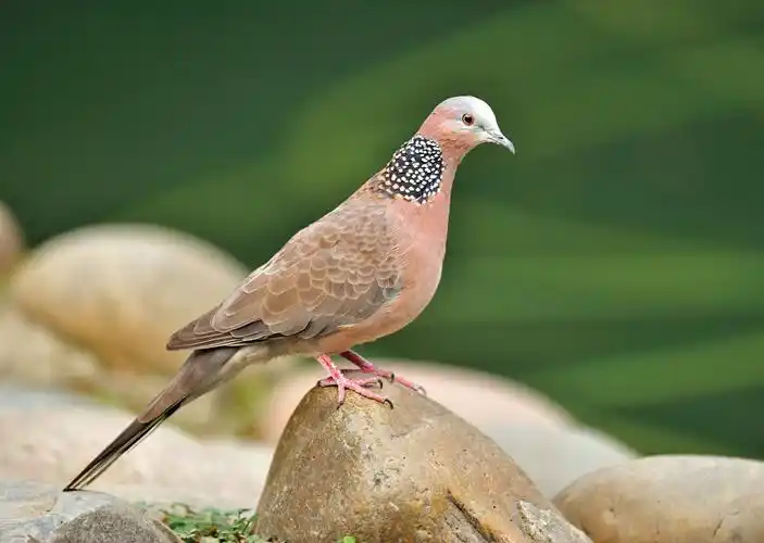 朱颈斑鸠词条图册_百度百科