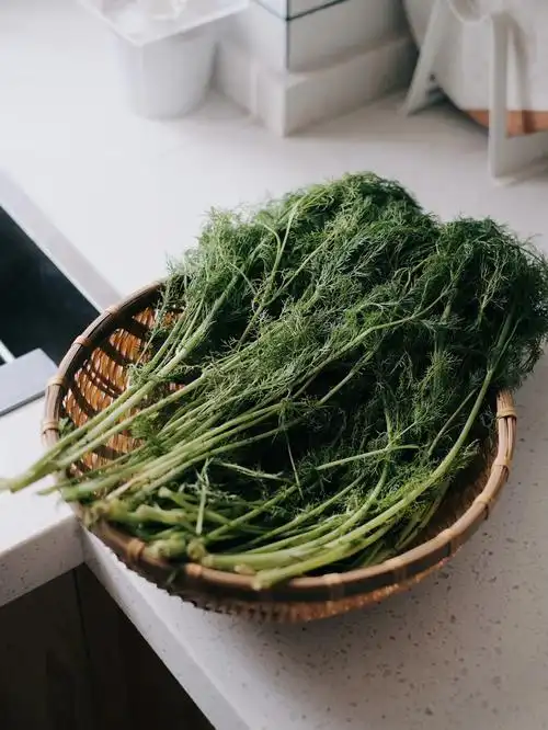 春味茴香苗炒鸡蛋尝到春天的第一口鲜