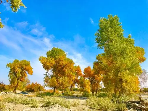 乌苏古尔图胡杨林.