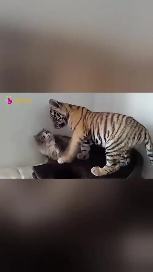 当老虎遇到猫咪会发生什么呢扑上去亲了又咬镜头记录全过程