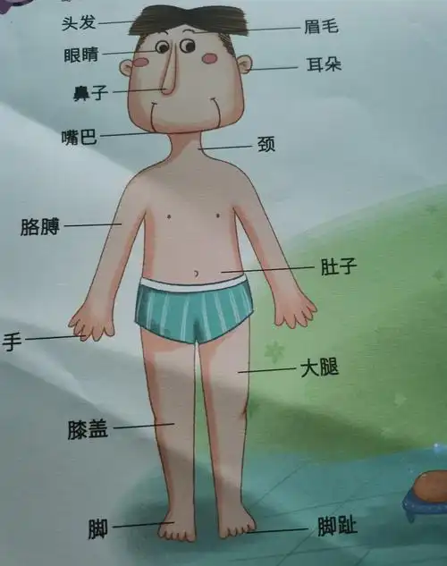 我们身体有很多奇妙的部位,他们的名字叫什么呢?