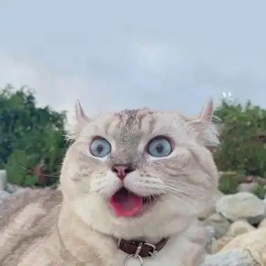 宠物头像大全萌微信 微信头像图片大全 -【爱个性】