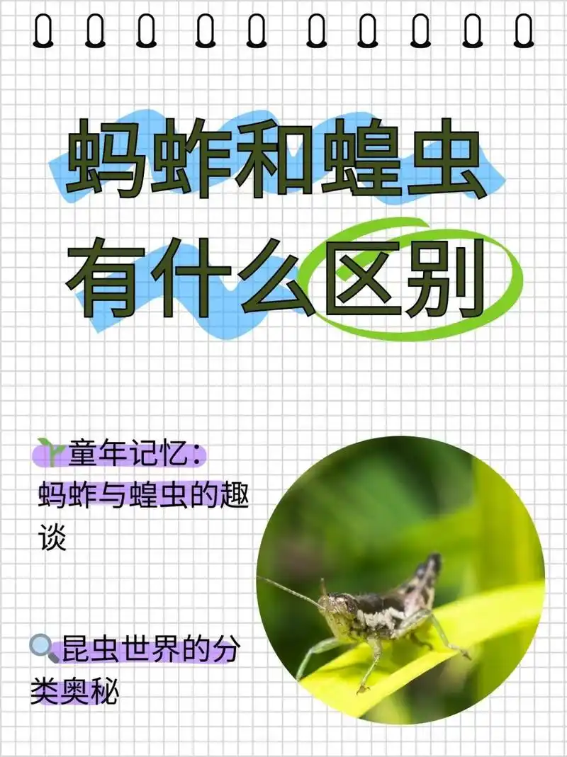 蚂蚱和蝗虫有什么区别  蝗虫与蚂蚱,是蝗总科,蝗虫范围大,但蝗虫通常