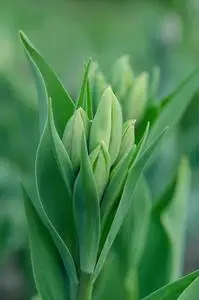 许多绿色郁金香的束束漂浮在每一根绿色的茎上.