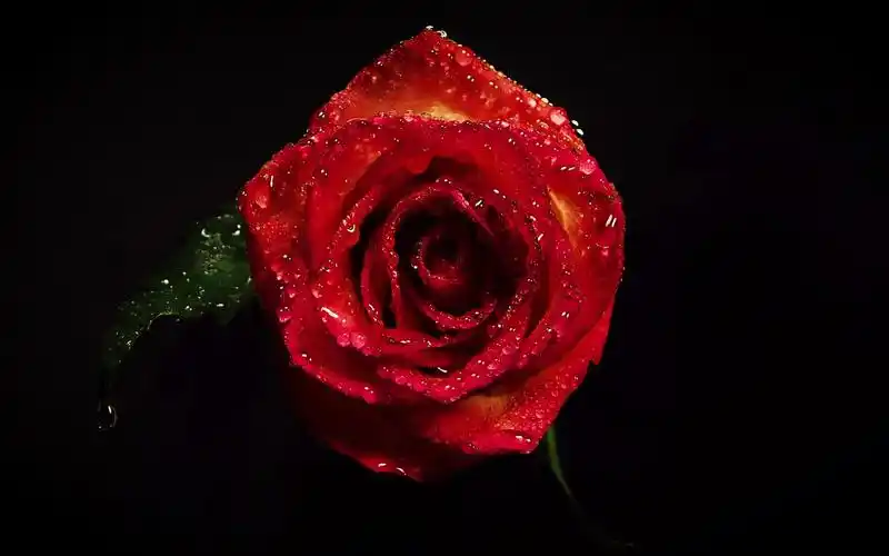 夜晚的玫瑰当然要和最喜欢的人一起看