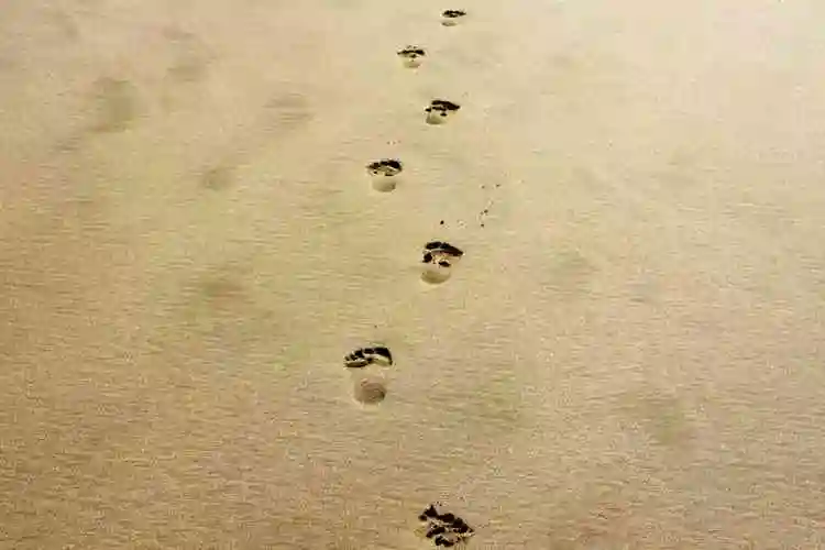 行人, 足迹, 脚印, 脚步, 砂, 甜点, 海滩, 海滨