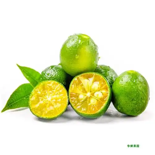 海南青金桔新鲜小青桔500g小柠檬水果橘子小金桔椰子鸡配料西餐