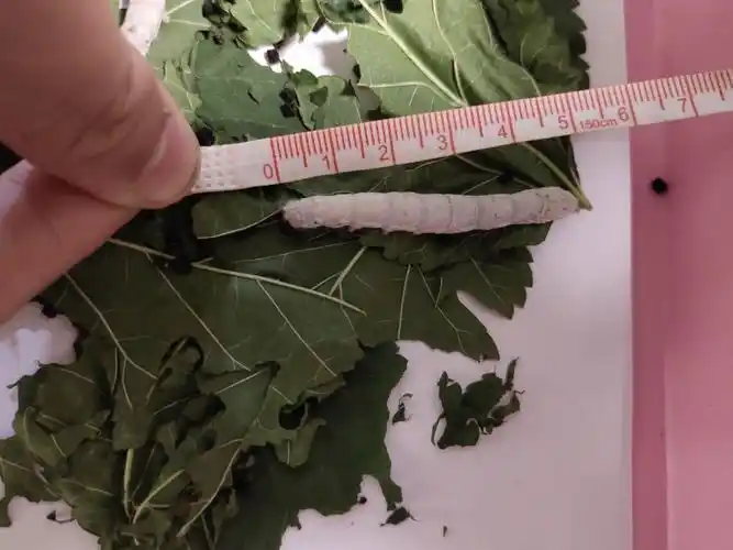 四龄阶段蚕宝宝体长5厘米