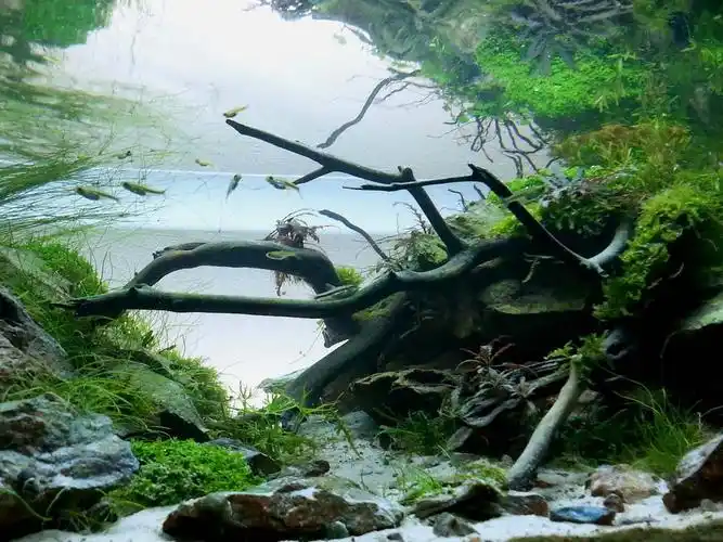 [转贴] 4个"野风"的沉木石景缸 [17p] - 水草造景 - cta南美水族