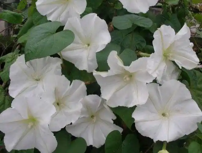 所以夕颜朝颜都是日本名.