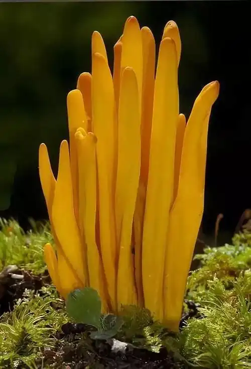 油光发亮的绿蘑菇