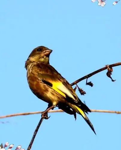 野生鸟类写真集