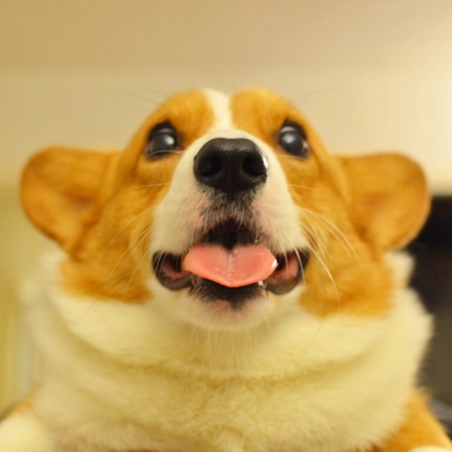 每日萌宠 汪星人的蠢萌爆笑图片