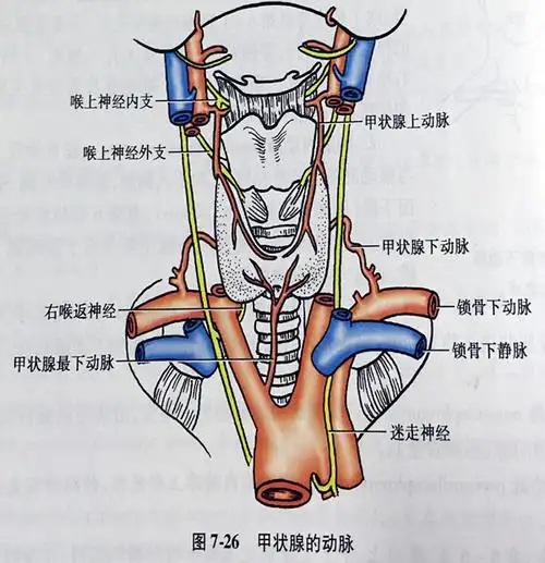 arteria thyroidea ima和注入左无名静脉的甲状腺奇静脉丛,是又一较