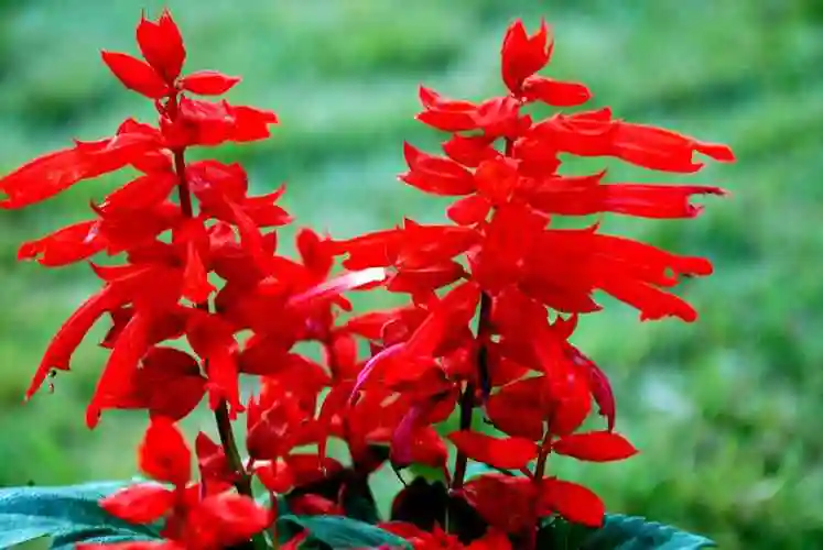 一串红图片 一串红的养殖方法