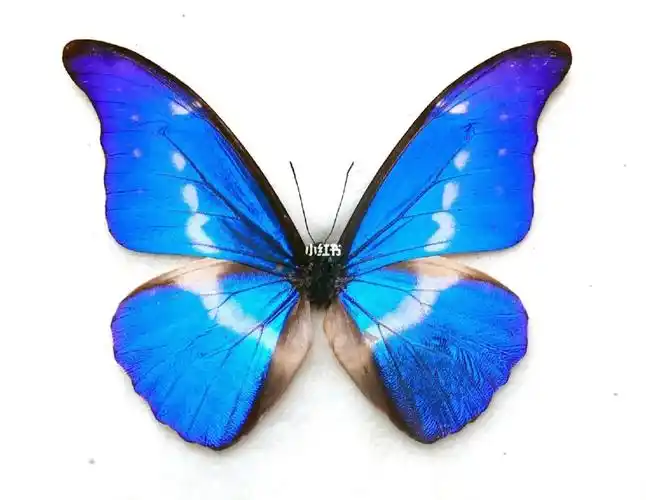 光明女神闪蝶mhelena细带小个体