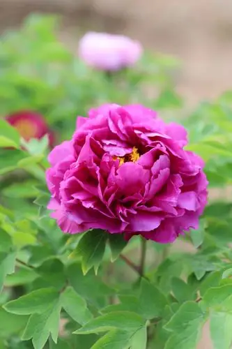 雍容华贵!拍摄定格美丽!(相机拍摄)