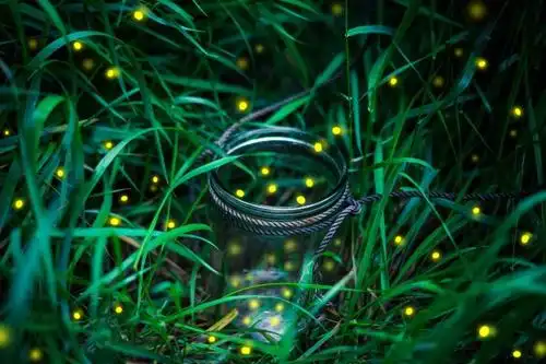 夏夜,萤火虫提着一盏灯