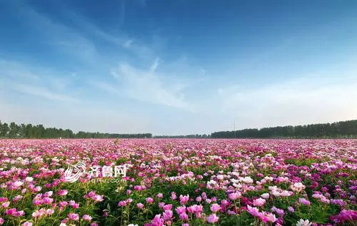 菏泽鄄城千亩芍药花盛放 娇艳欲滴赛牡丹