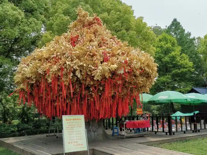 狼山第一吉祥许愿树.