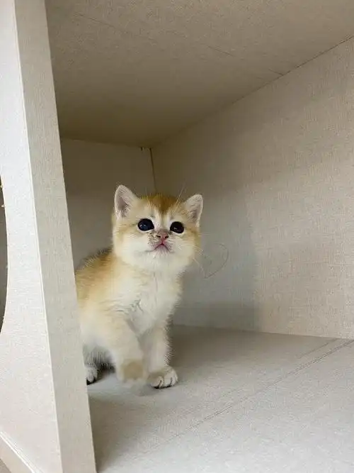 绿眼金渐层弟弟妹妹12色11色25色