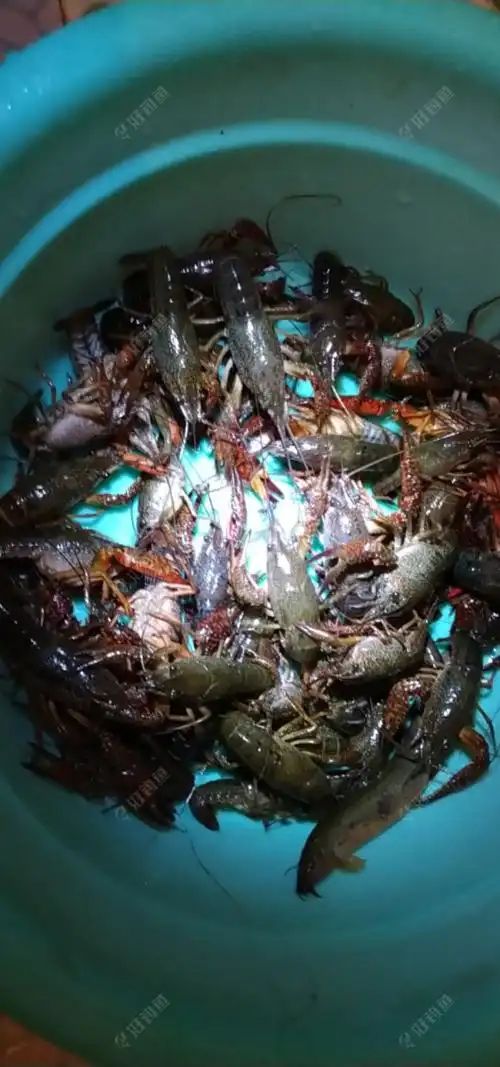 出门抓小龙虾