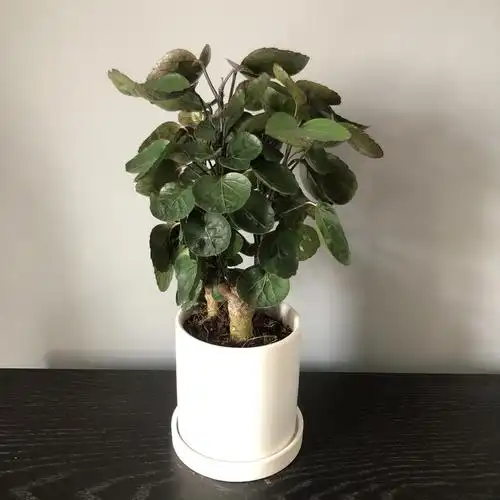 金钱兜圆叶福禄桐大型盆栽钱多多室内植物z115厘米独杆一颗含盆