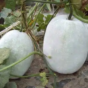 大胖粉皮大冬瓜种子种籽巨型特大白东瓜孑苗秧耐热四季蔬菜高产