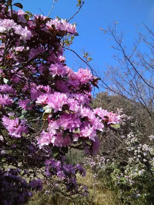 我们去赏大自然的美景.