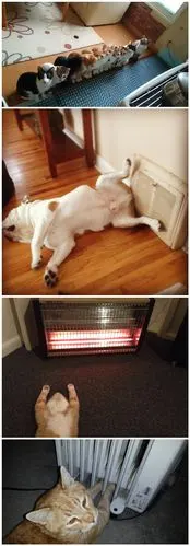 冬天萌宠们的花样取暖方式搞笑图片