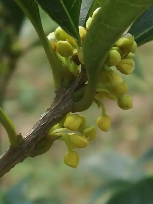 桂花的开花进程