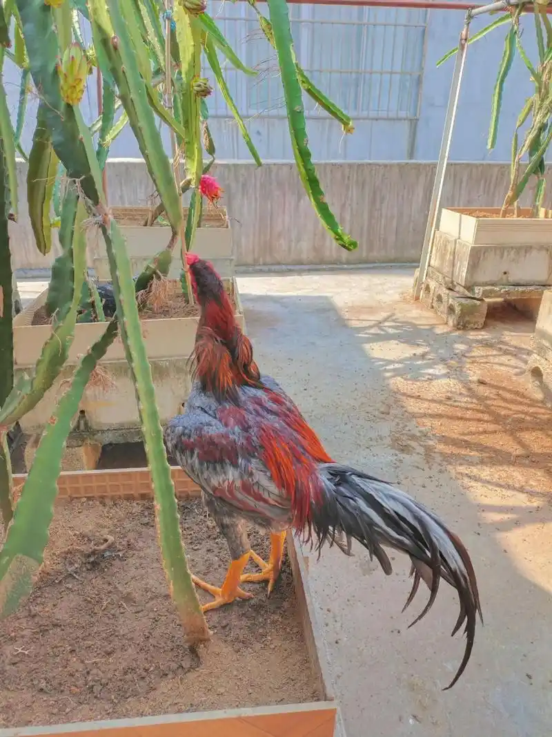 灰炎这毛色这尾巴在颜值这块怎么说.#养鸡 #斗鸡 #公鸡中的 - 抖音