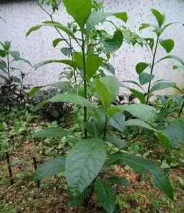 药用植物 约20厘米高小苗 南非叶