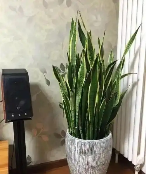 所以说是最适合放在客厅中的也可以摆放在阳台从风水的角度上说虎皮兰