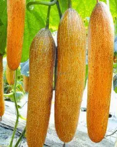 供应季丰老黄瓜