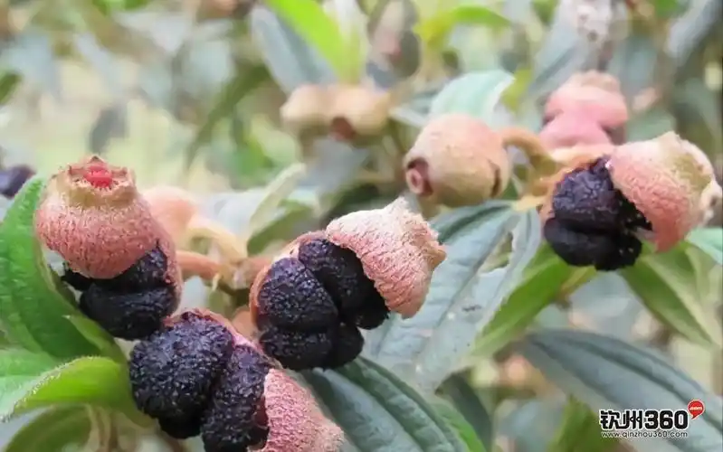 小时候经常吃的野果你都有吃过吗