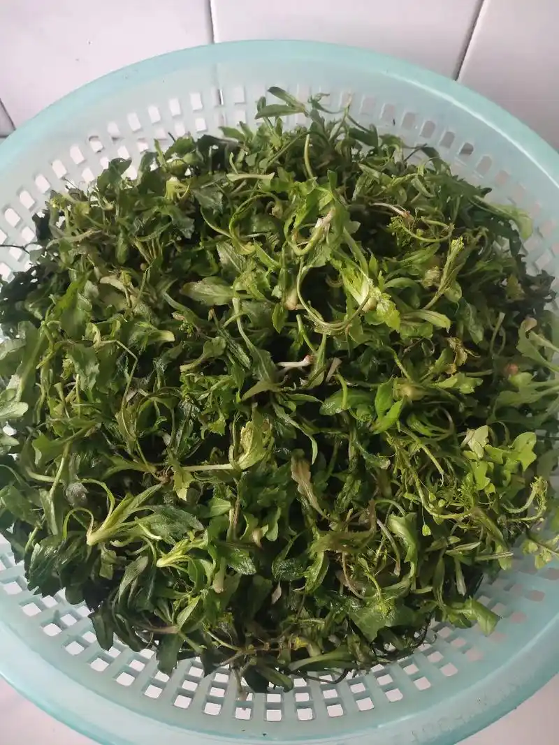 前天去山上挖的野菜0000今天包的荠菜豆腐水饺,怎么吃不重要 - 抖