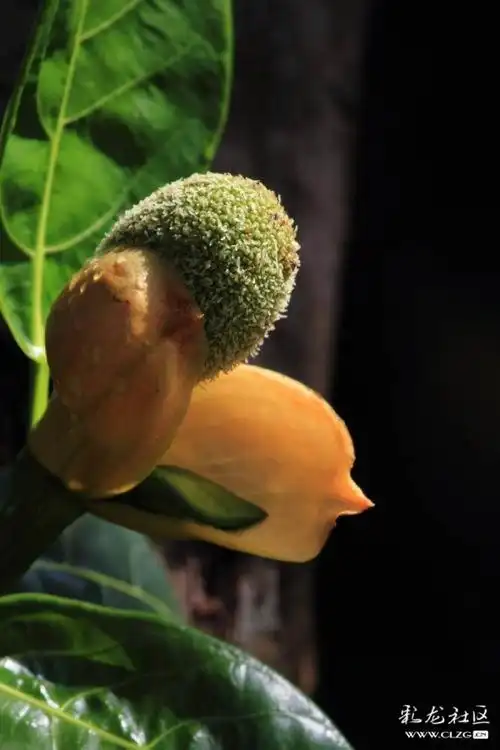 菠萝蜜开花结果喽!