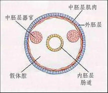 "中胚层疗法"到底是什么?有没有效果?安不安全?