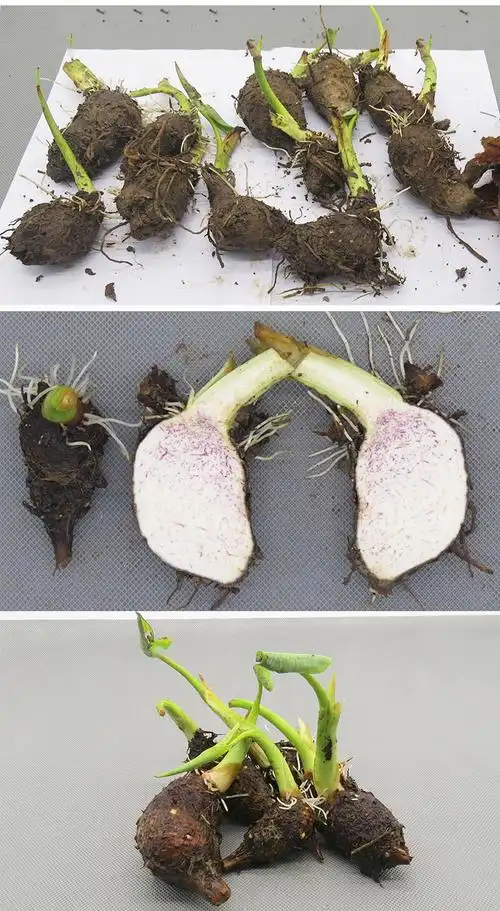 广西荔浦芋头苗 广西荔浦芋头小芋艿新鲜正宗大香芋农家种植栽培育子