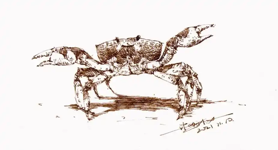 含步骤速写螃蟹适合日常小练习的画76