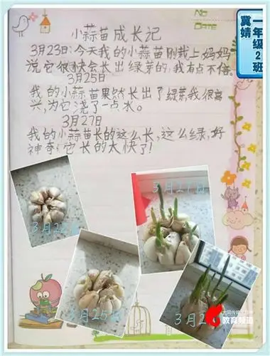 还有细心的同学,他用心栽培大蒜,用笔记录着蒜苗的成长……点点滴滴下