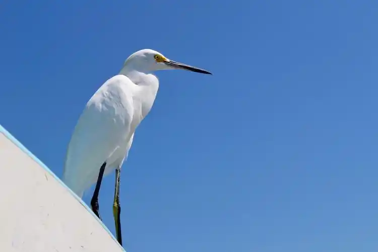 洁白的白鹭图片鸟类白鹭小白鹭