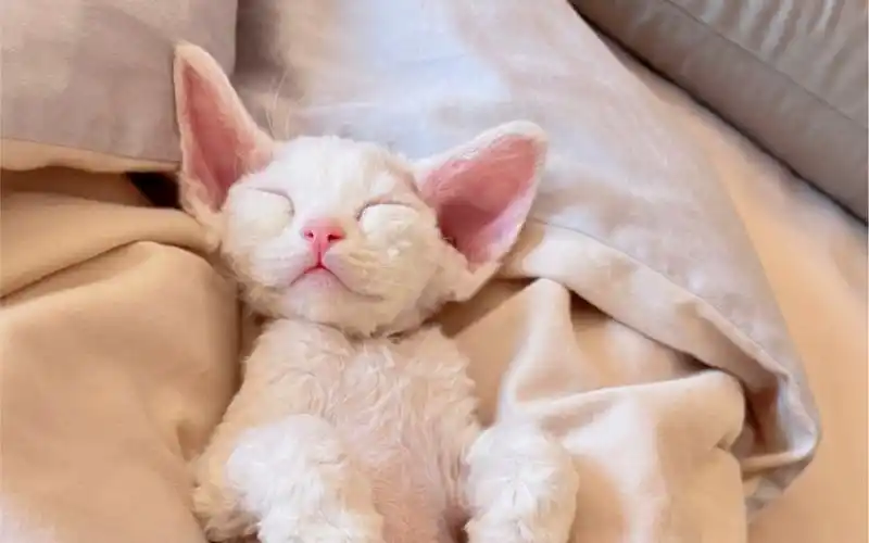 自家繁育纯种德文卷毛猫,全花色公母都有,坐标上海可上门,价qian不高